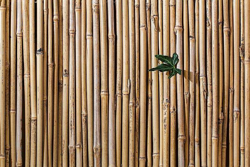 Soukromí na zahradě rychle, stylově a levně? Pomůže vám rákos a bambus.